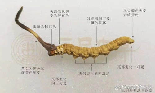 达比加群酯胶囊多少钱一盒-达比加群酯胶囊价格,中国达比加群酯胶囊临床禁忌网站